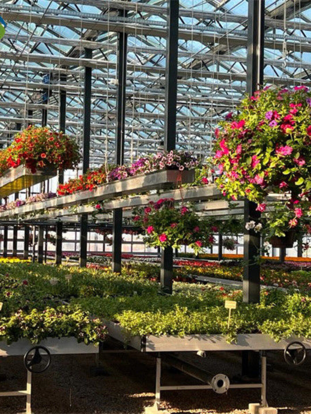 UV Resistant Mutli Span Flower Greenhouse Venlo Arch Type Waterproof
