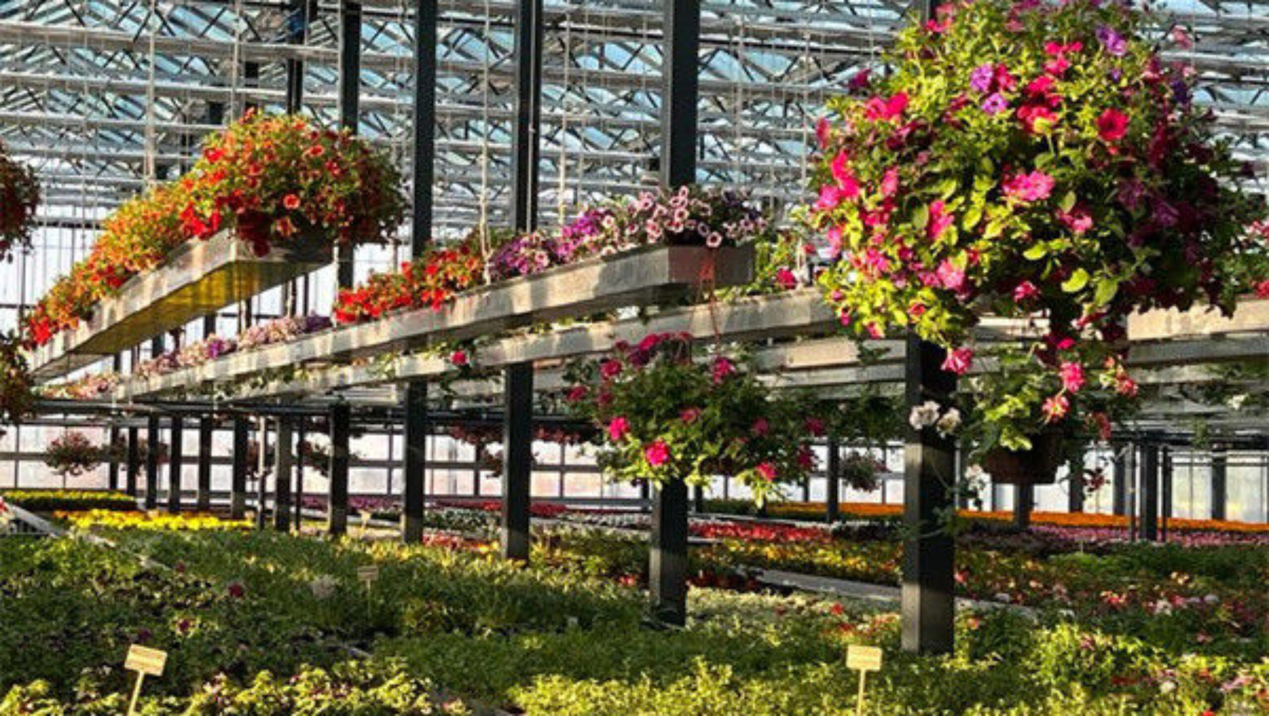 UV Resistant Mutli Span Flower Greenhouse Venlo Arch Type Waterproof