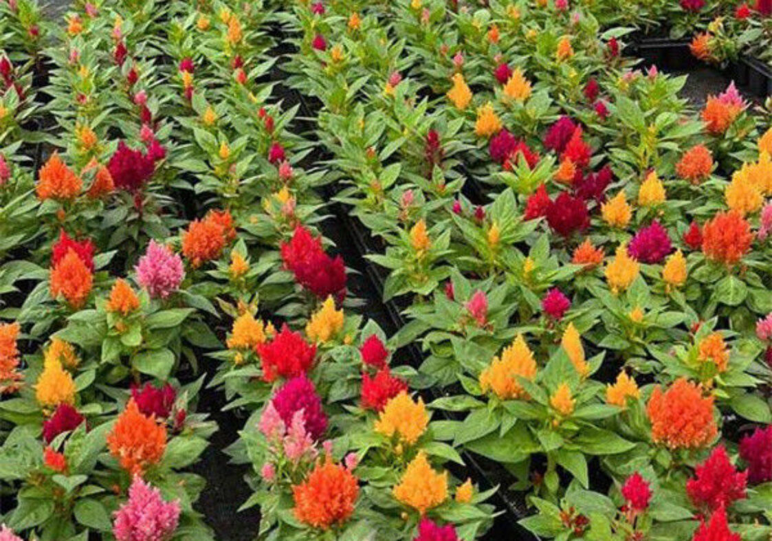 UV Resistant Mutli Span Flower Greenhouse Venlo Arch Type Waterproof
