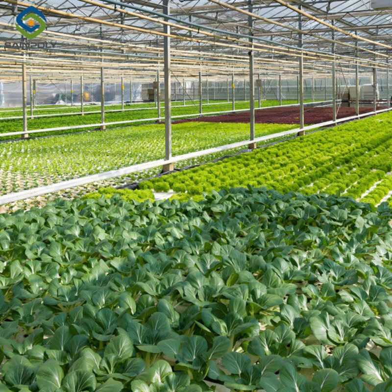 Vegetable Fruits Growing Farm Hydroponic Greenhouse Vertical / Horizontal NFT