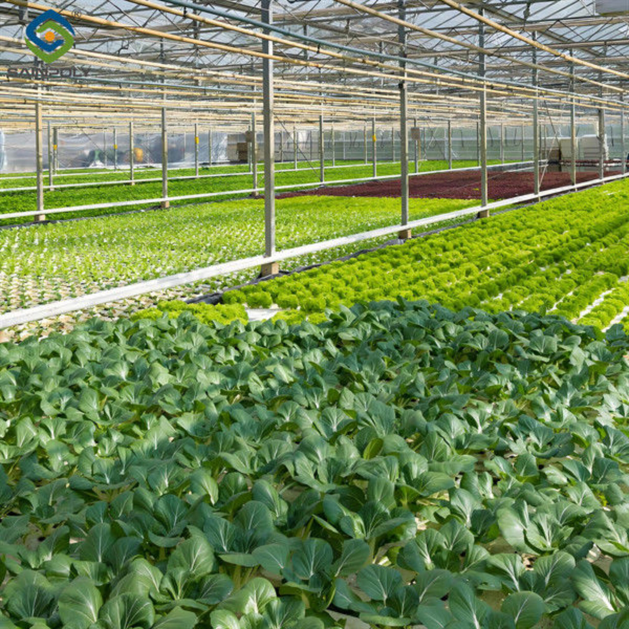 Vegetable Fruits Growing Farm Hydroponic Greenhouse Vertical / Horizontal NFT