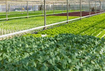 Vegetable Fruits Growing Farm Hydroponic Greenhouse Vertical / Horizontal NFT