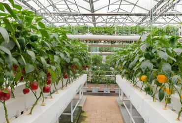 Vegetable Fruits Growing Farm Hydroponic Greenhouse Vertical / Horizontal NFT