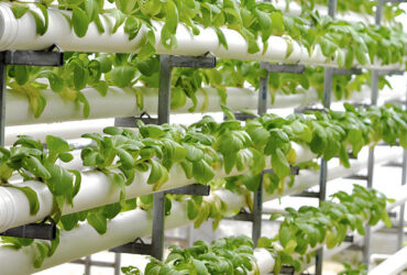 Vegetable Fruits Growing Farm Hydroponic Greenhouse Vertical / Horizontal NFT