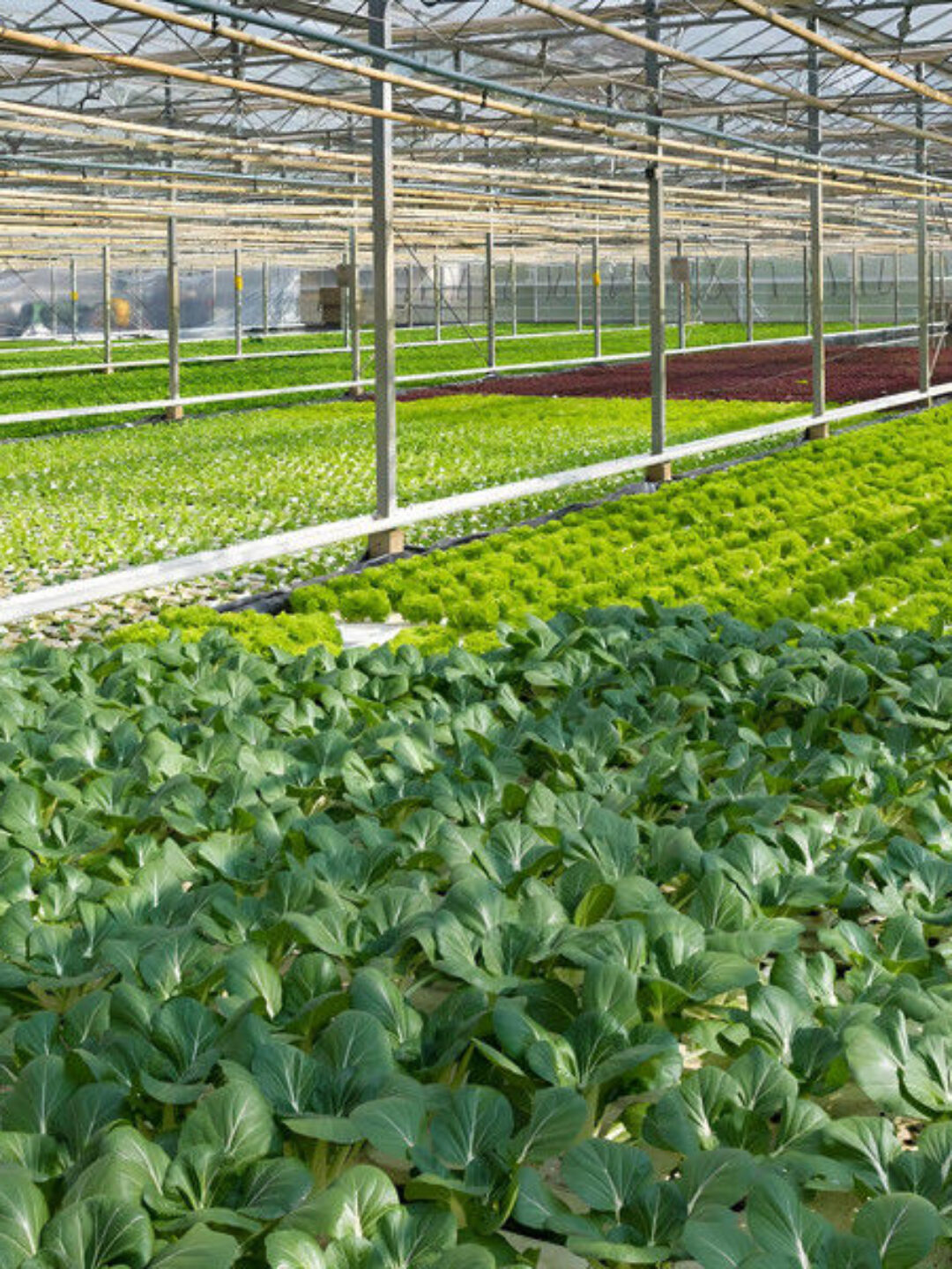 Vegetable Fruits Growing Farm Hydroponic Greenhouse Vertical / Horizontal NFT