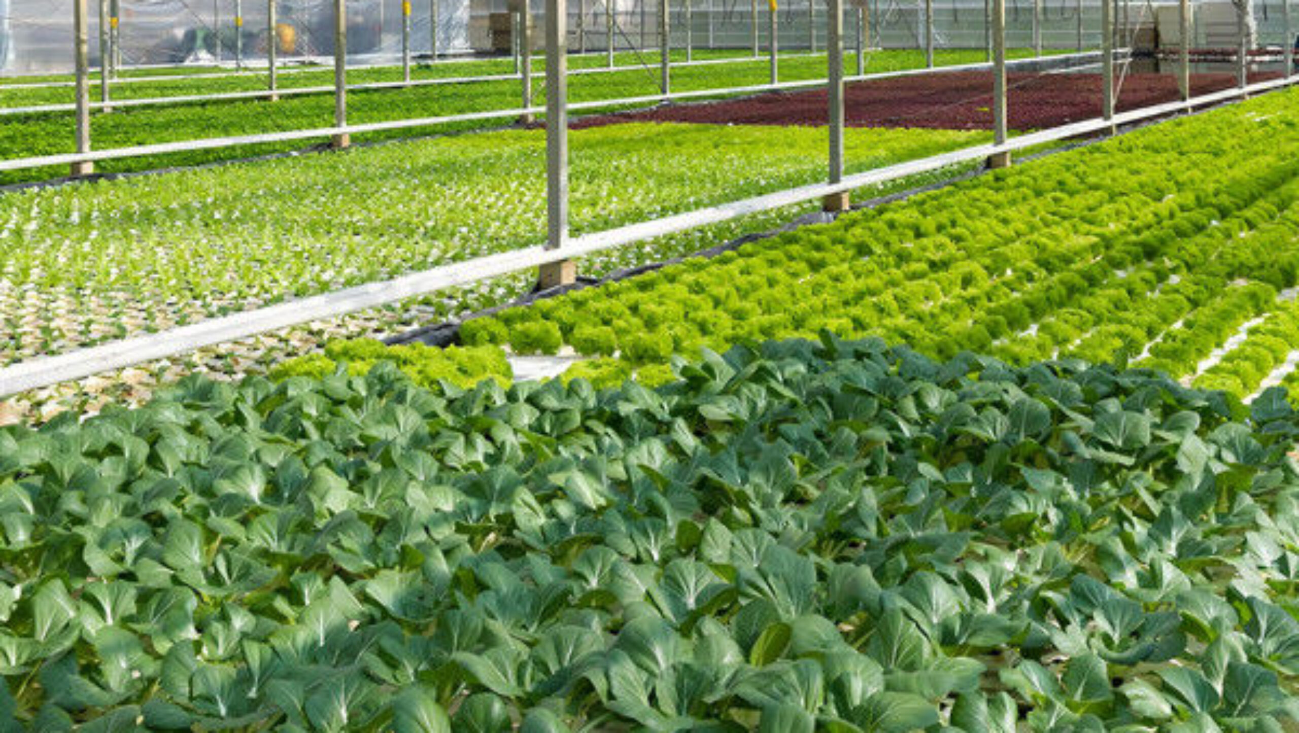 Vegetable Fruits Growing Farm Hydroponic Greenhouse Vertical / Horizontal NFT