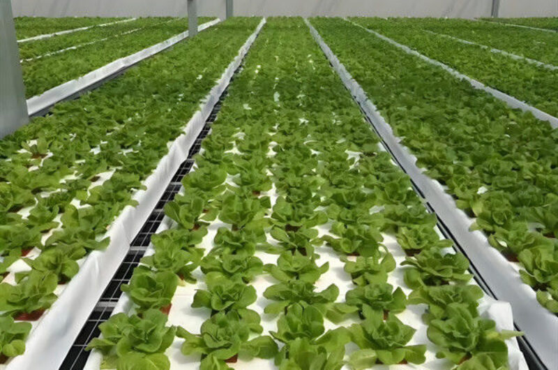 Vegetable Fruits Growing Farm Hydroponic Greenhouse Vertical / Horizontal NFT