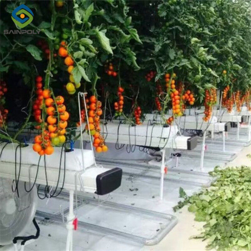 Vegetable Growing Multispan Tomato Greenhouse Custom Large Size