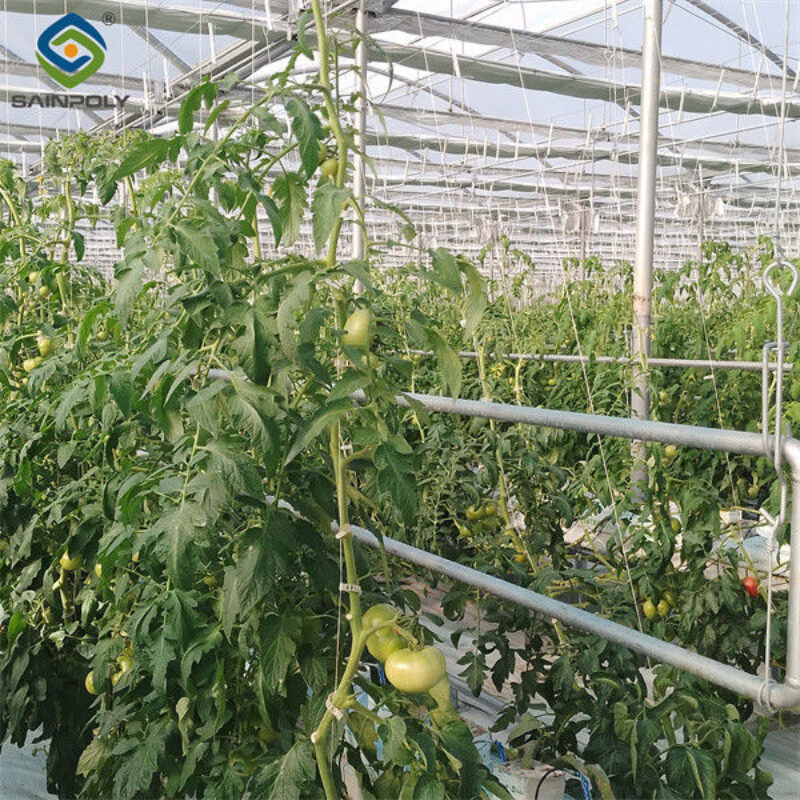Vegetable Growing Multispan Tomato Greenhouse Custom Large Size