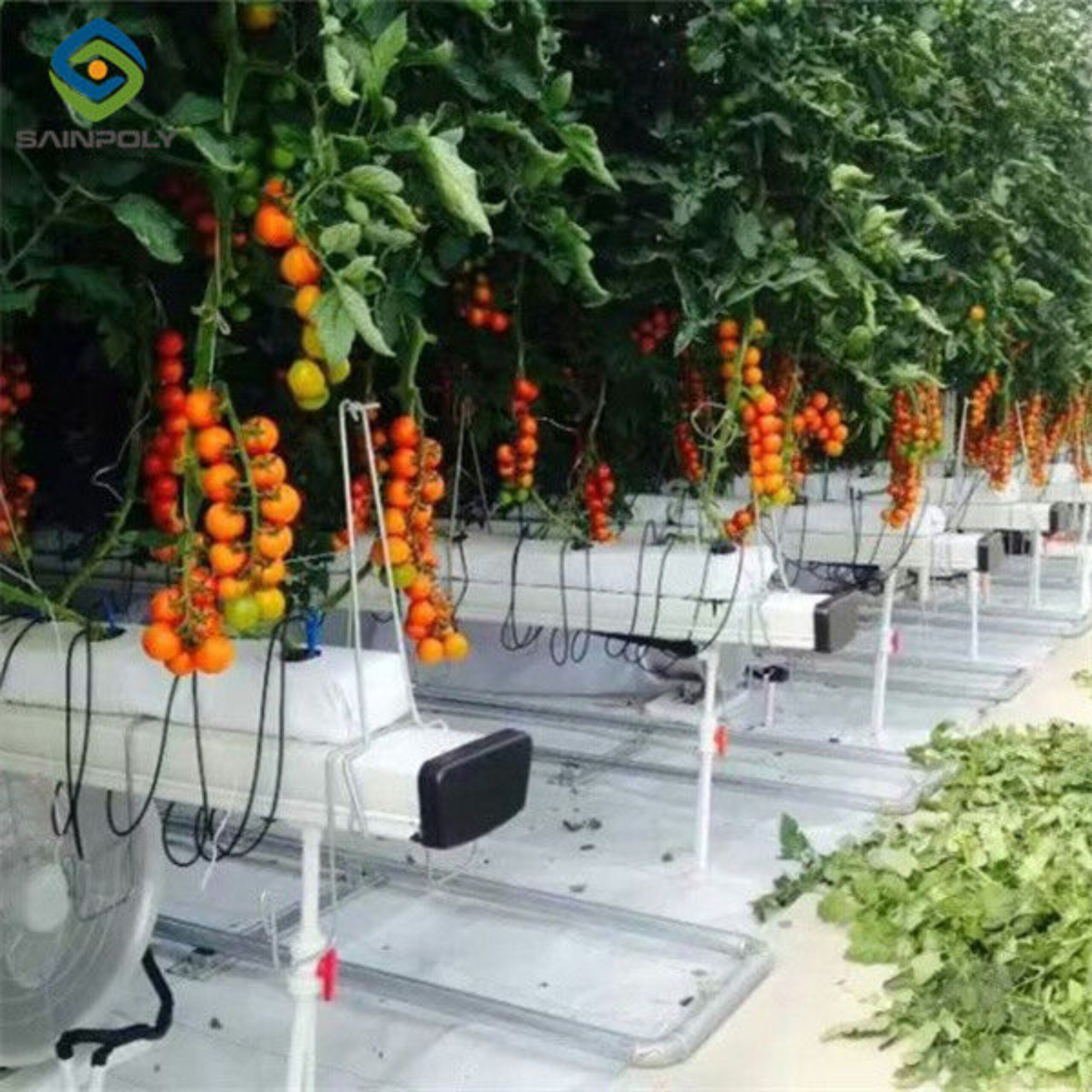 Vegetable Growing Multispan Tomato Greenhouse Custom Large Size
