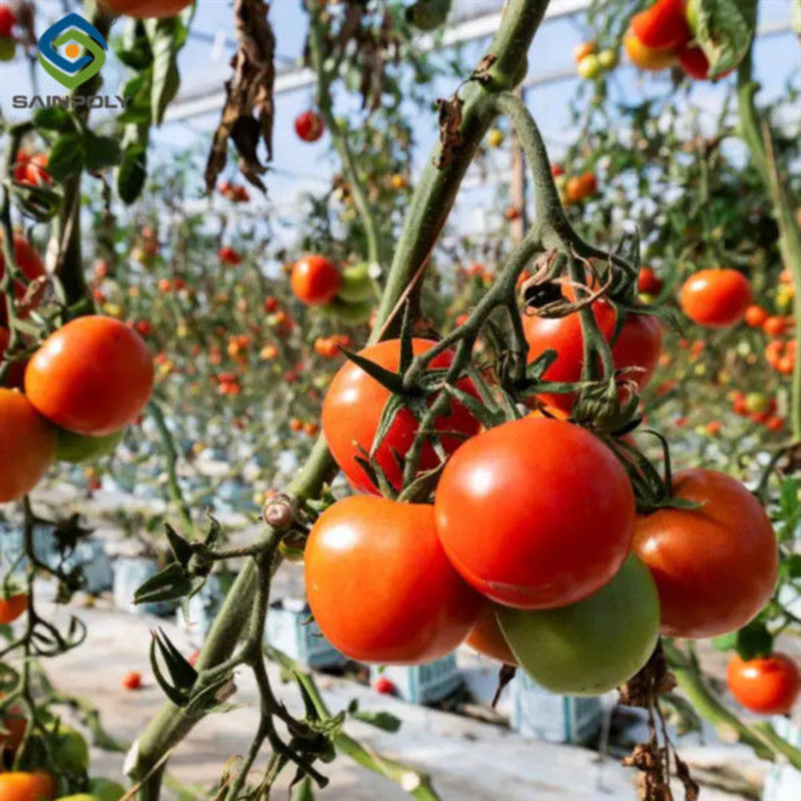 Vegetable Growing Multispan Tomato Greenhouse Custom Large Size