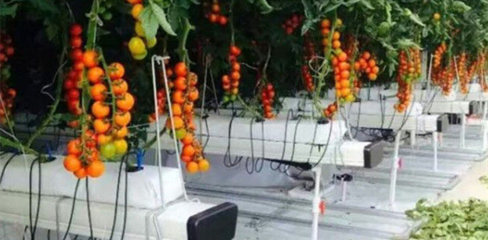 Vegetable Growing Multispan Tomato Greenhouse Custom Large Size