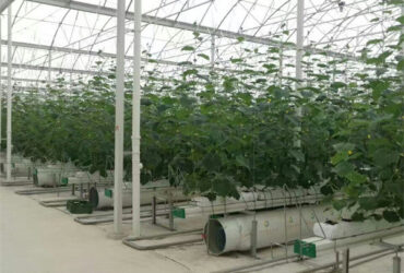 Vegetable Growing Multispan Tomato Greenhouse Custom Large Size