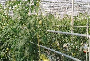 Vegetable Growing Multispan Tomato Greenhouse Custom Large Size
