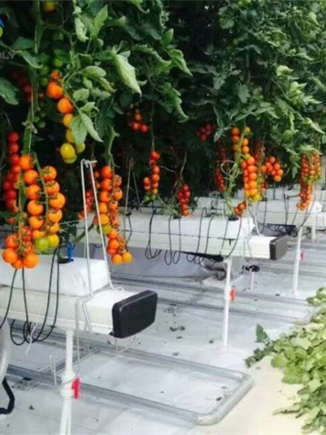 Vegetable Growing Multispan Tomato Greenhouse Custom Large Size