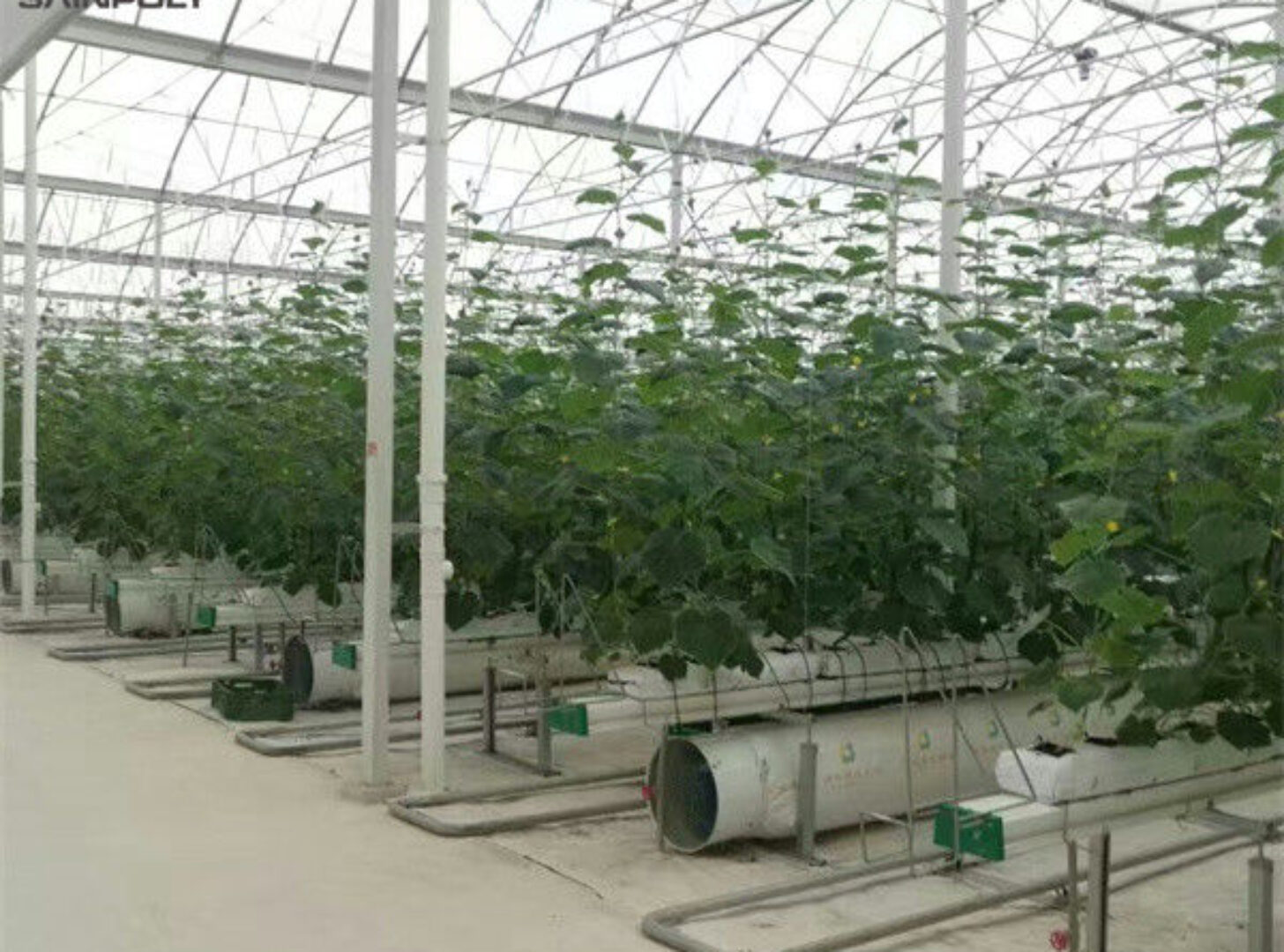 Vegetable Growing Multispan Tomato Greenhouse Custom Large Size