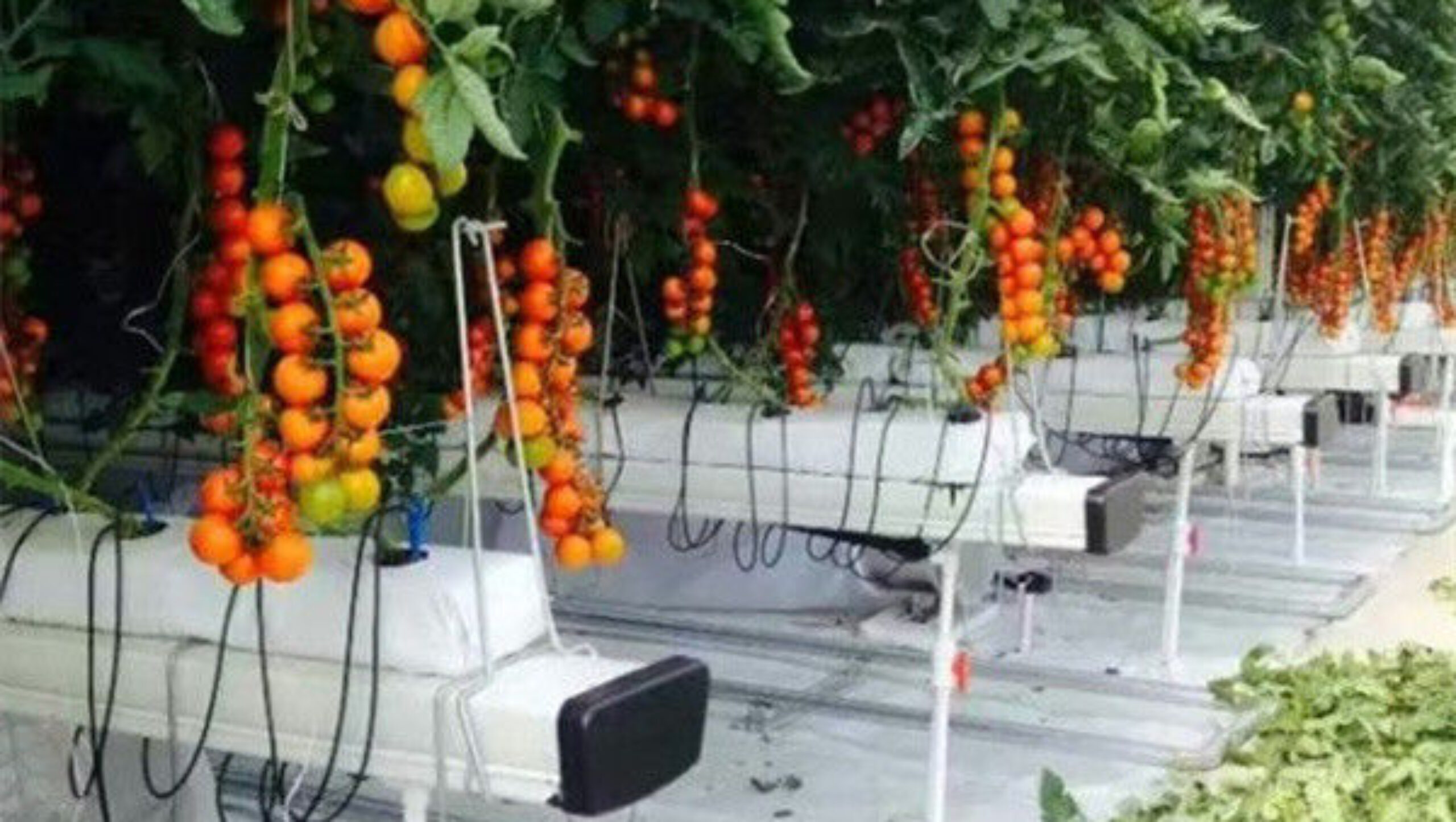 Vegetable Growing Multispan Tomato Greenhouse Custom Large Size