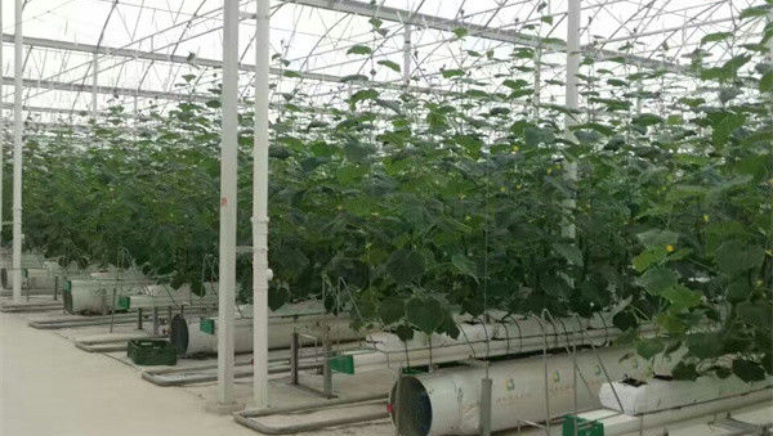 Vegetable Growing Multispan Tomato Greenhouse Custom Large Size