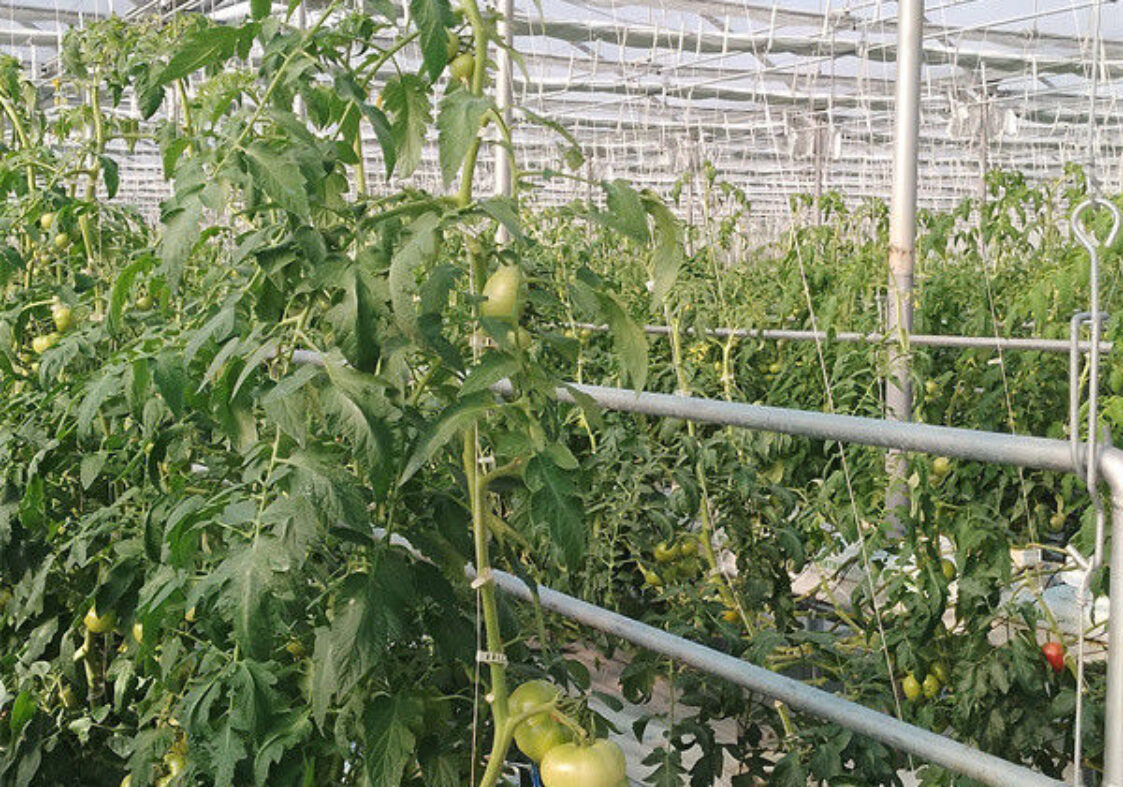 Vegetable Growing Multispan Tomato Greenhouse Custom Large Size