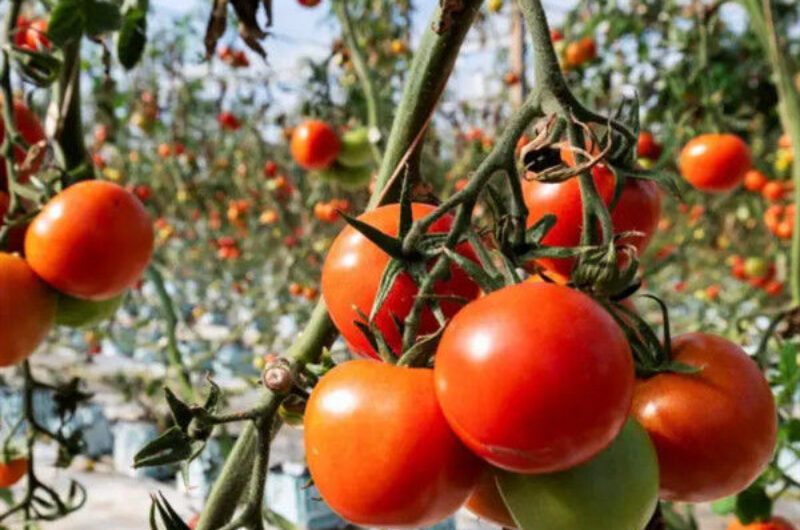 Vegetable Growing Multispan Tomato Greenhouse Custom Large Size