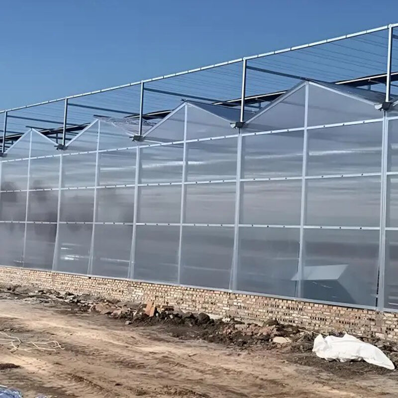 Venlo greenhouse is used for vegetable cultivation