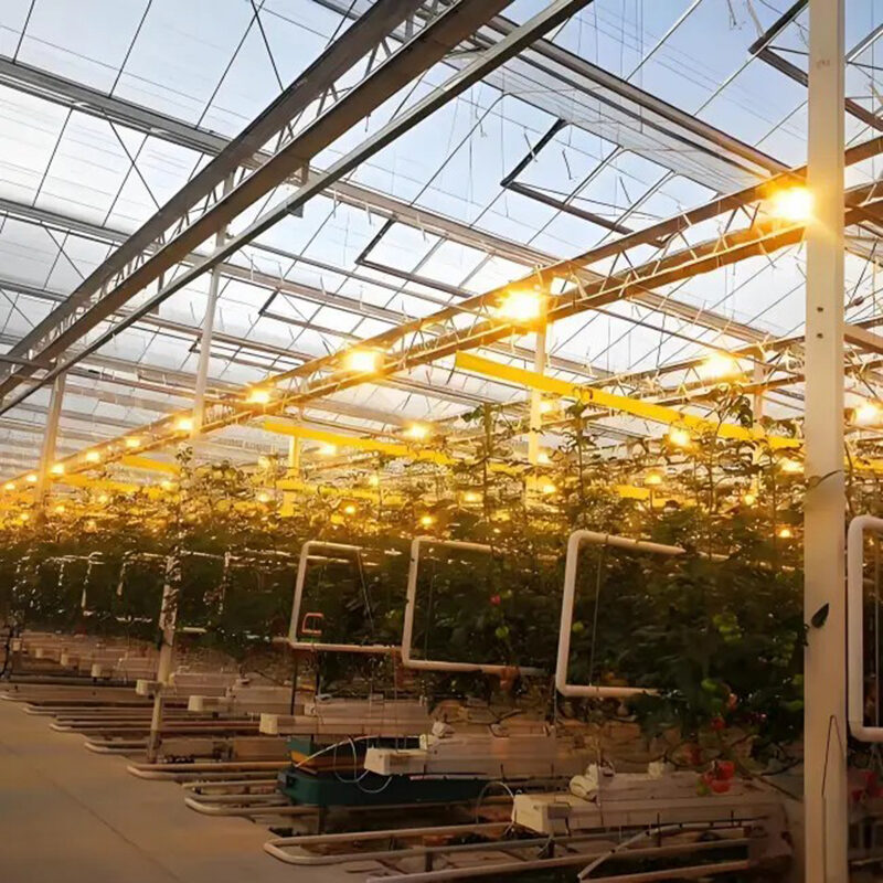 Venlo greenhouse is used for vegetable cultivation