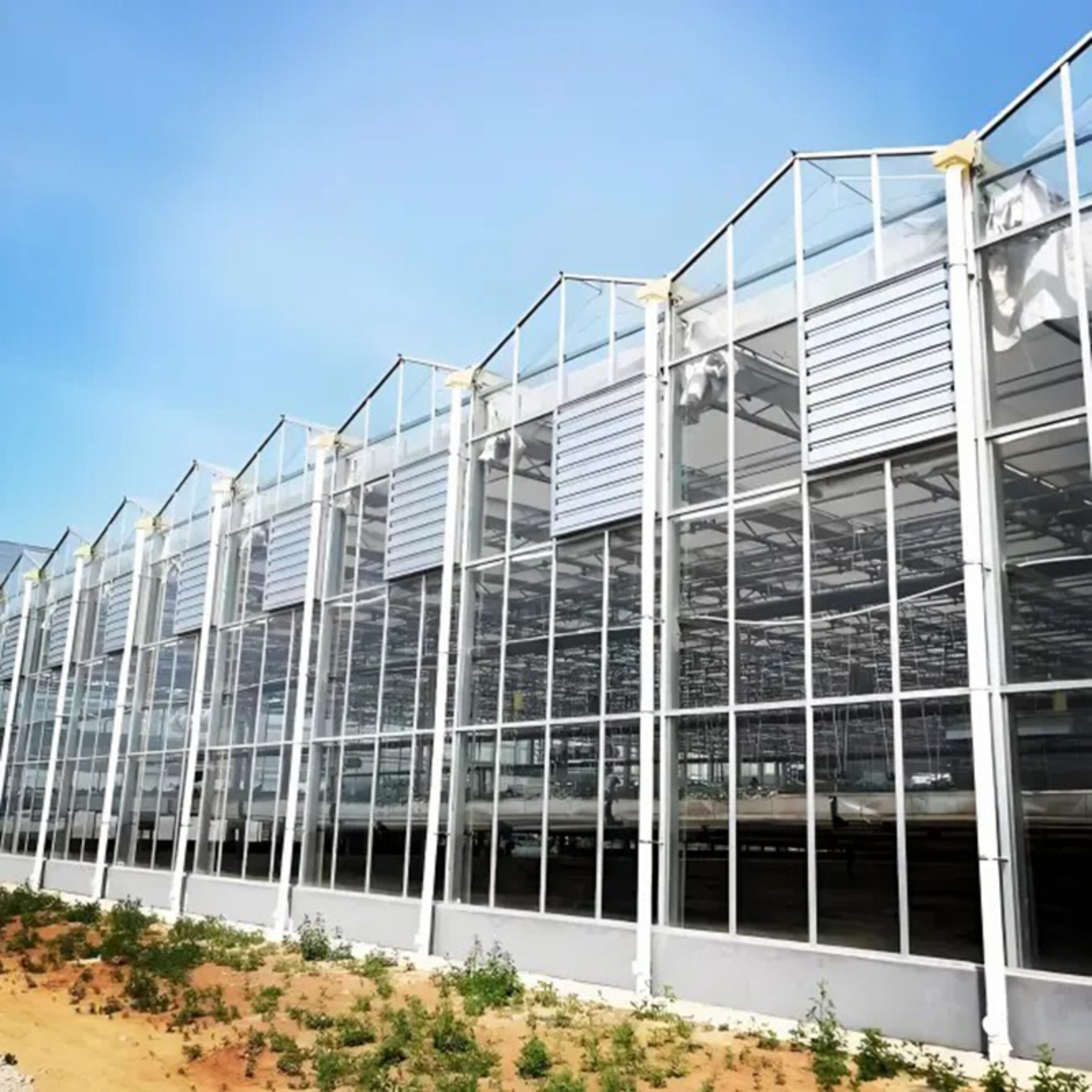Venlo greenhouse is used for vegetable cultivation
