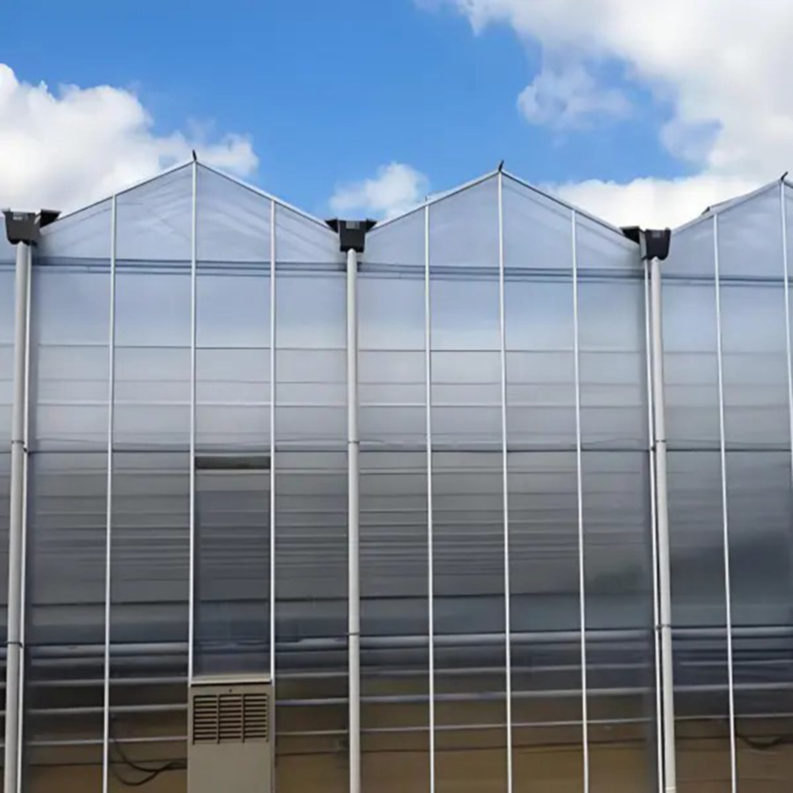 Venlo greenhouse is used for vegetable cultivation
