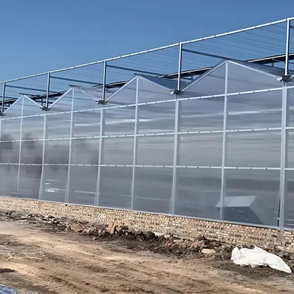 Venlo greenhouse is used for vegetable cultivation