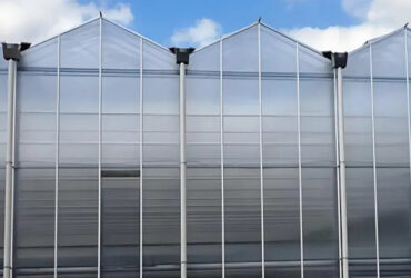 Venlo greenhouse is used for vegetable cultivation