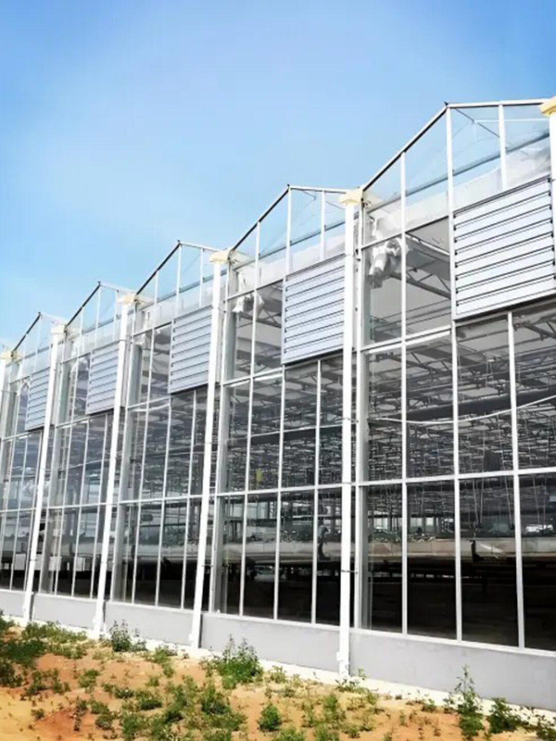 Venlo greenhouse is used for vegetable cultivation