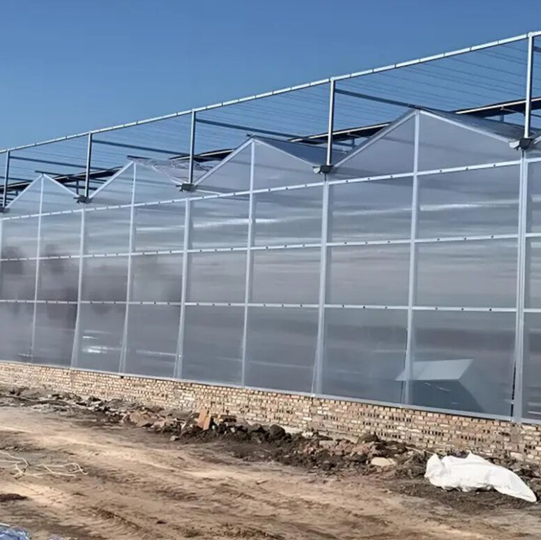 Venlo greenhouse is used for vegetable cultivation