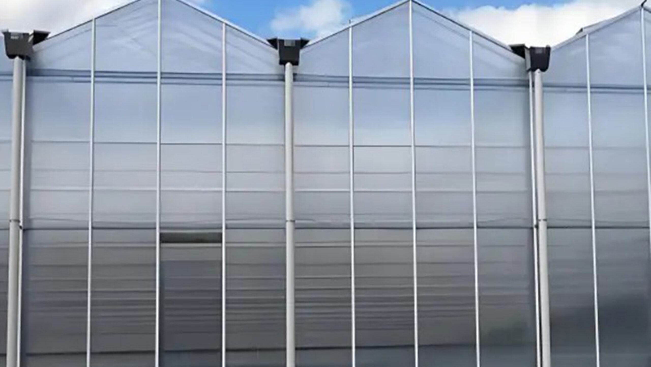 Venlo greenhouse is used for vegetable cultivation