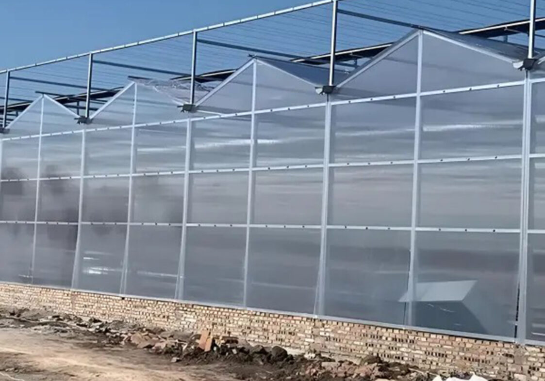 Venlo greenhouse is used for vegetable cultivation