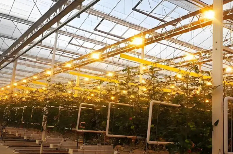 Venlo greenhouse is used for vegetable cultivation