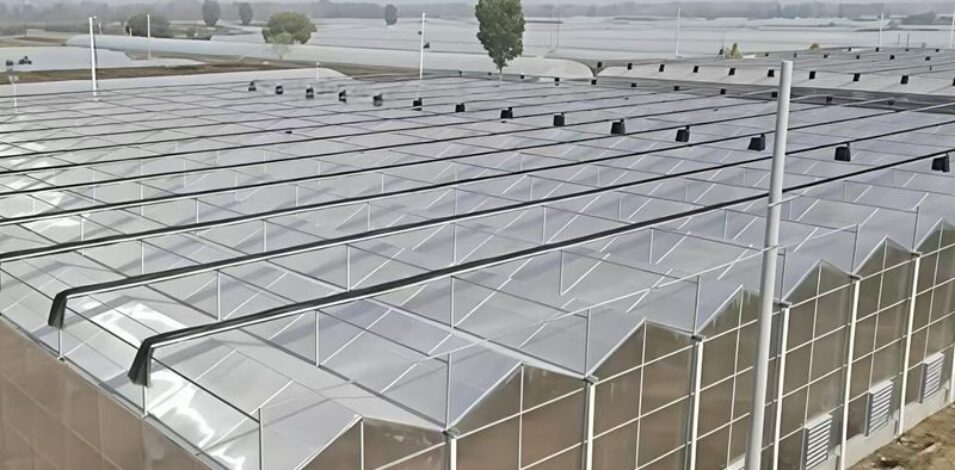 Venlo Greenhouse System: An "Industrialized Chassis" Integrating High Light Efficiency and Full