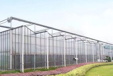 Venlo Greenhouse System: An "Industrialized Chassis" Integrating High Light Efficiency and Full