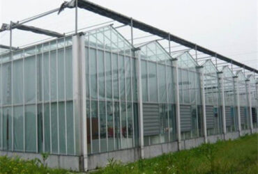 Venlo Multi Span Custom Glass Greenhouse For Vegetables Farming Growing