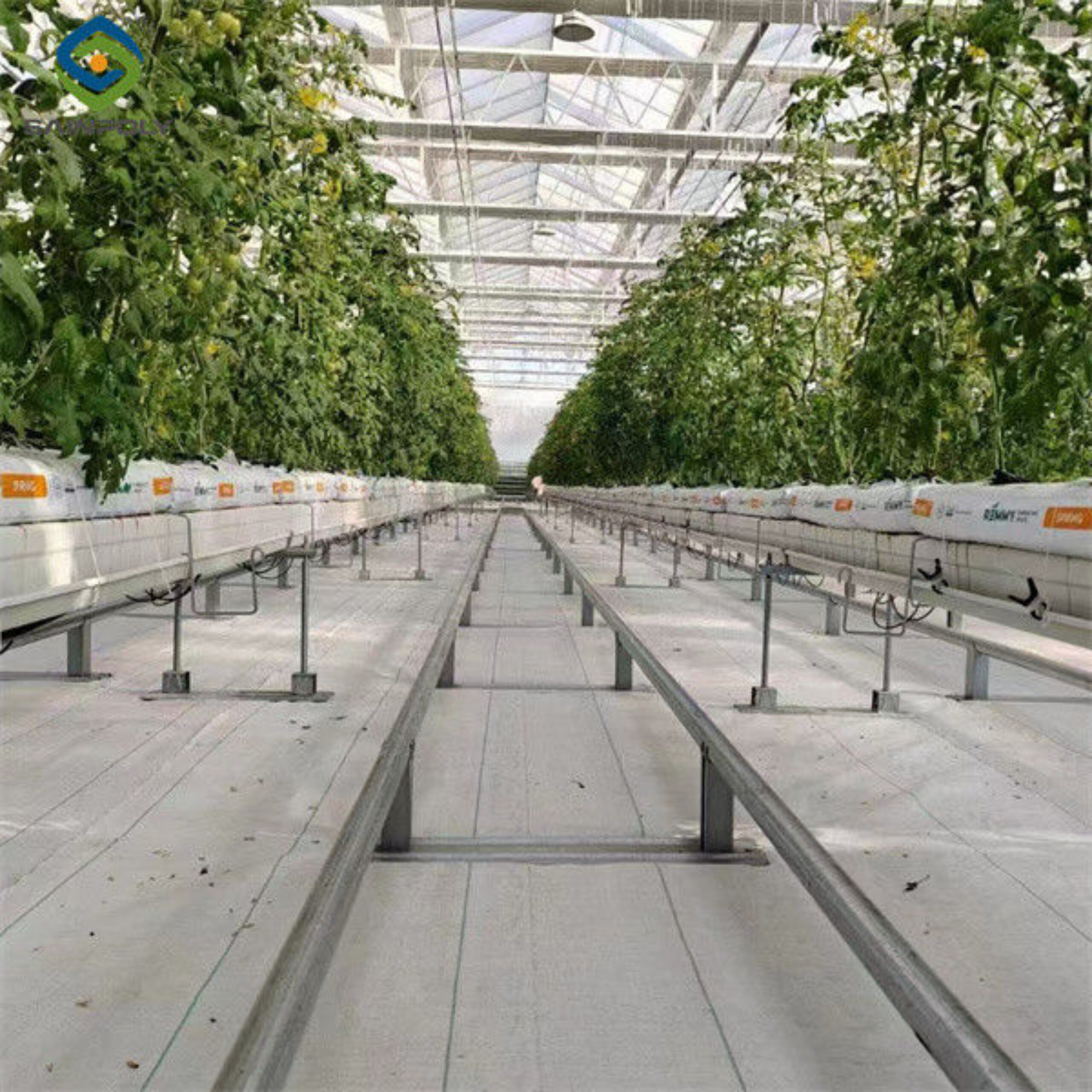 Venlo Style Polycarbonate Farming Green House Customizable Size