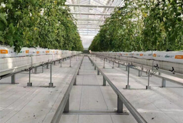 Venlo Style Polycarbonate Farming Green House Customizable Size