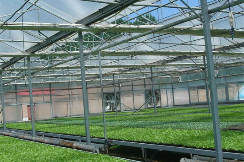 Venlo Style Polycarbonate Farming Green House Customizable Size