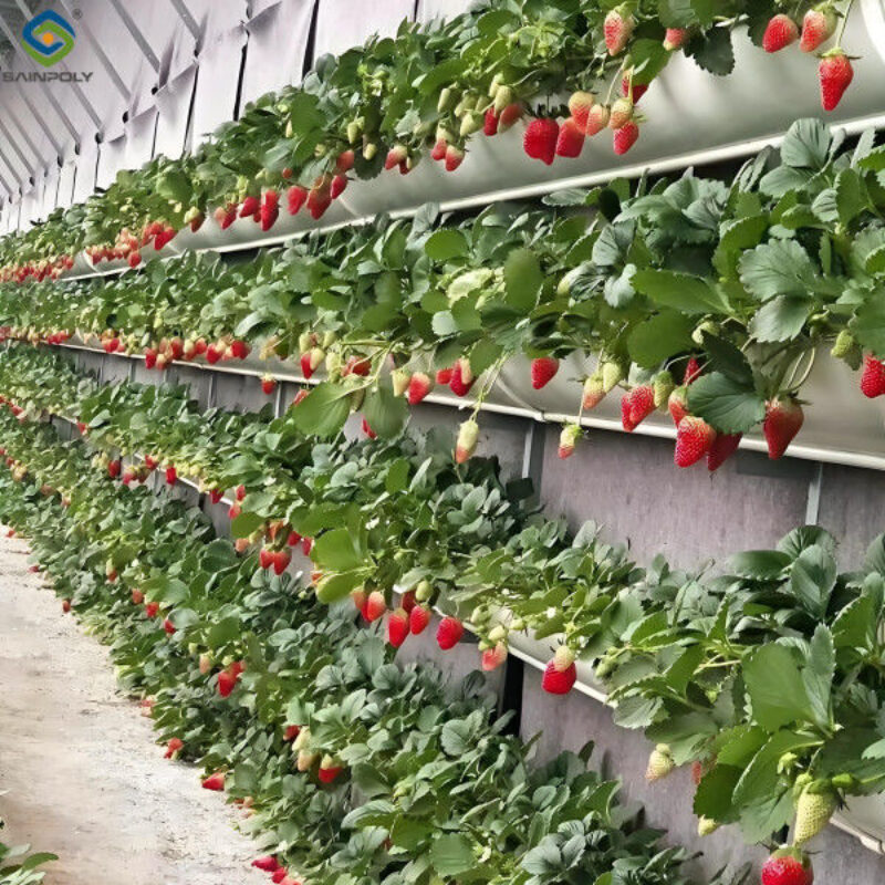Venlo Type Strong Frame Hdyroponic Strawberry Greenhouse High Yield