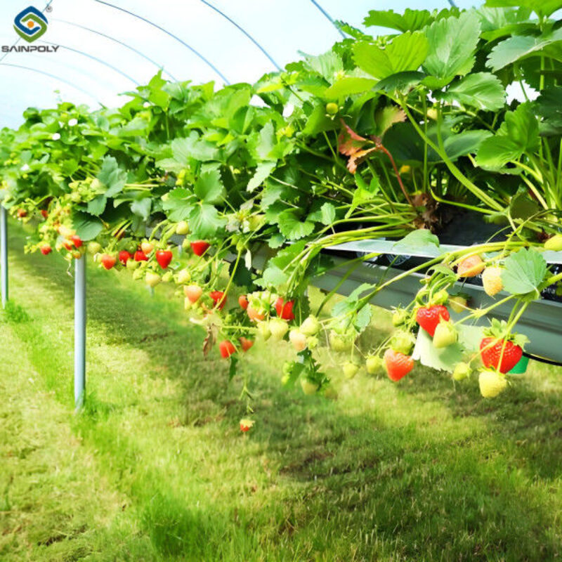 Venlo Type Strong Frame Hdyroponic Strawberry Greenhouse High Yield