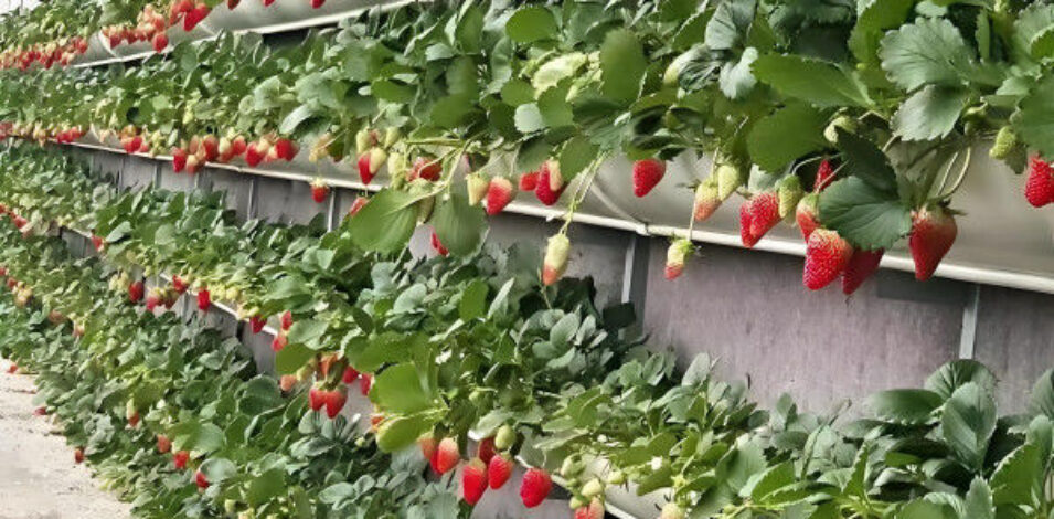 Venlo Type Strong Frame Hdyroponic Strawberry Greenhouse High Yield