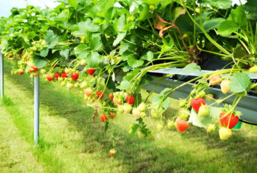 Venlo Type Strong Frame Hdyroponic Strawberry Greenhouse High Yield
