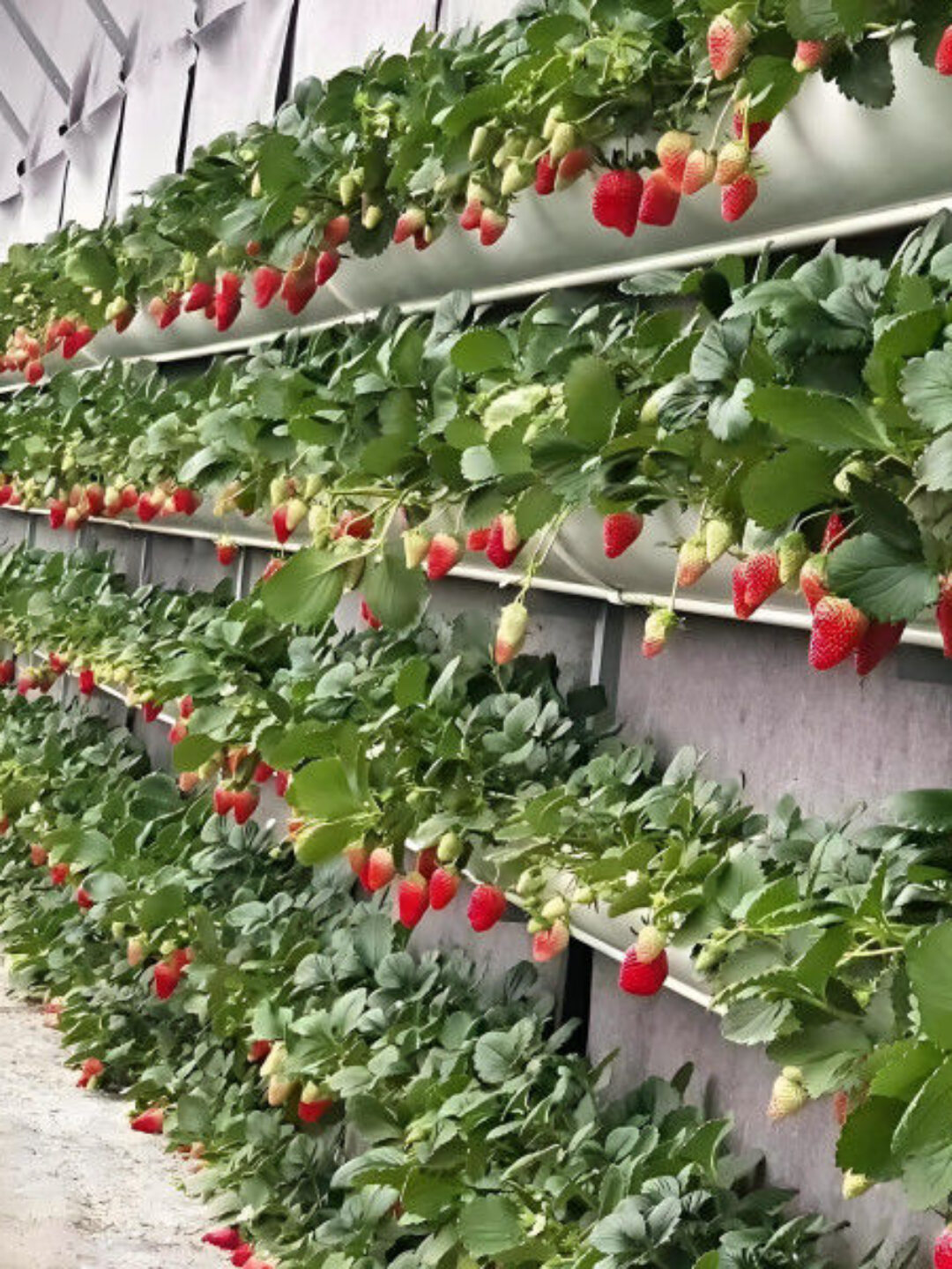 Venlo Type Strong Frame Hdyroponic Strawberry Greenhouse High Yield