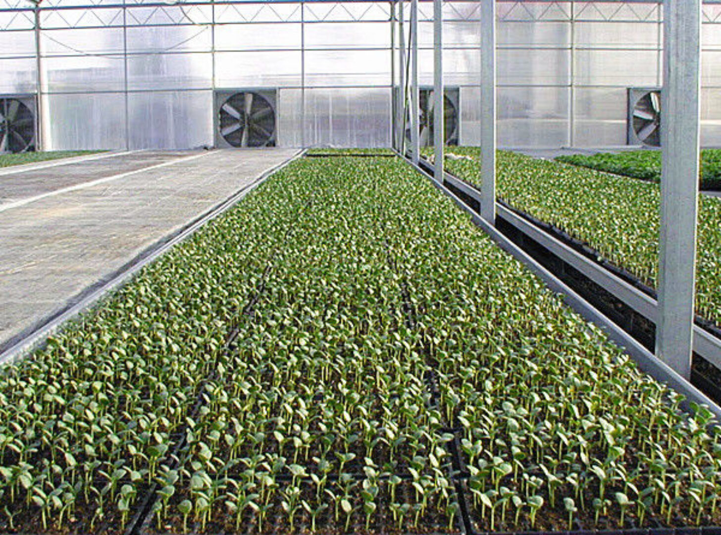 Versatile Venlo Style Greenhouse Featuring Energy Insulation and Automated Climate Regulation for Year
