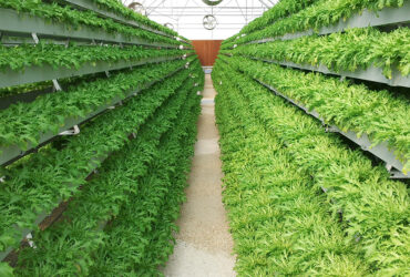 Vertical Hydroponic greenhouse for agricultural product cultivation