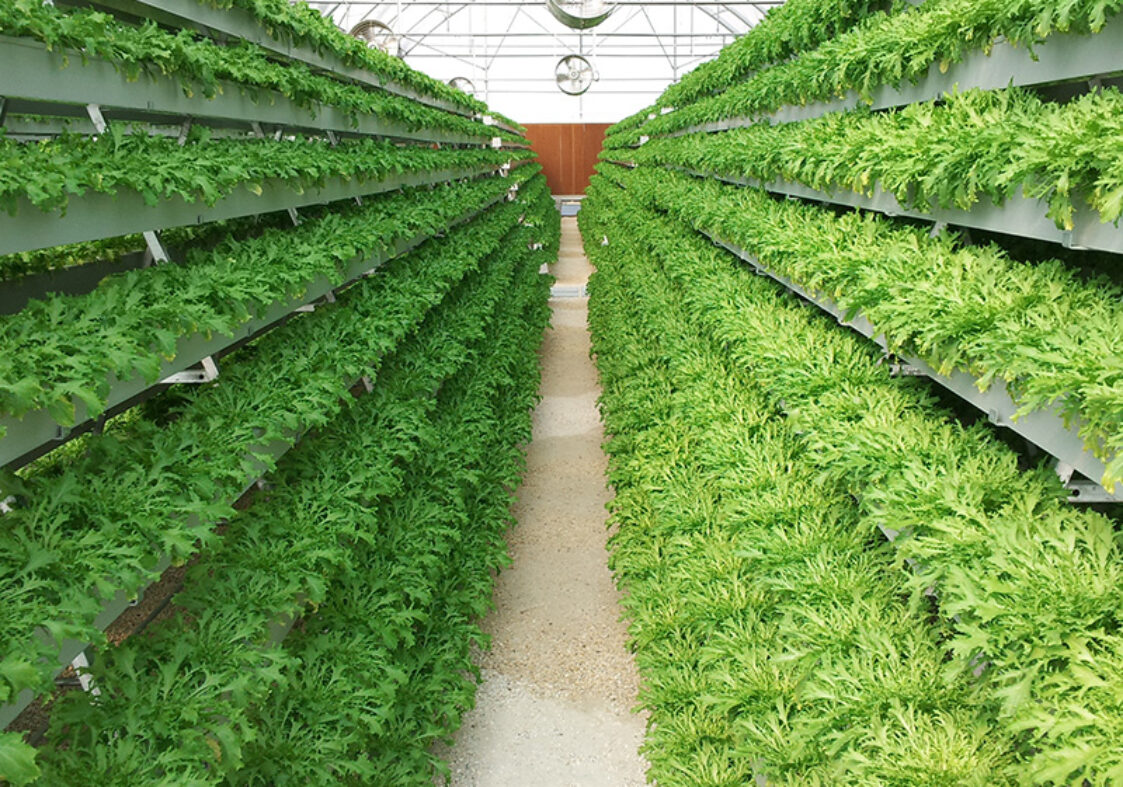 Vertical Hydroponic greenhouse for agricultural product cultivation