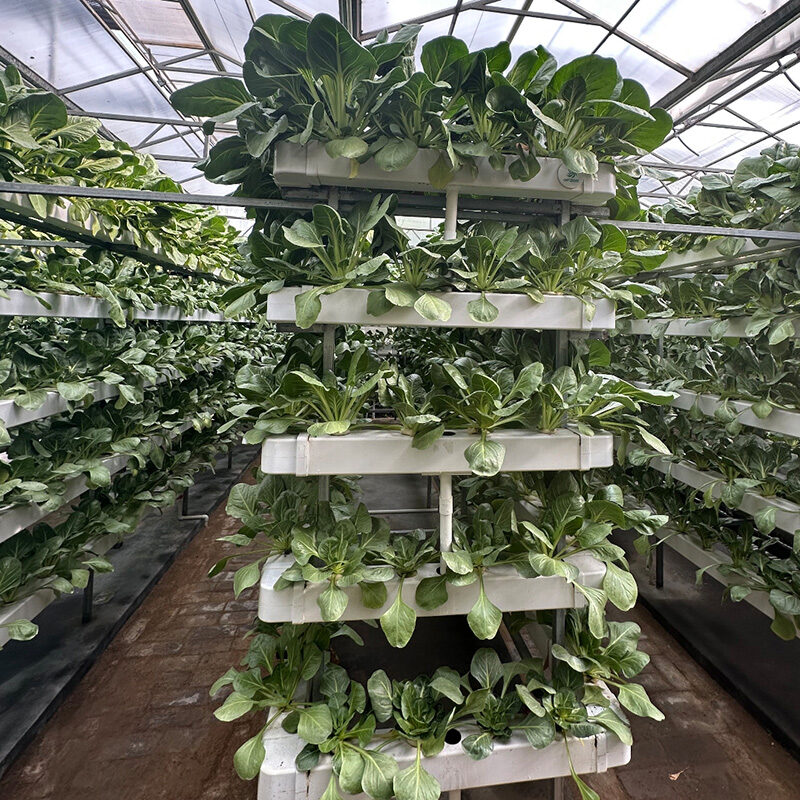 Vertical Hydroponic greenhouse is equipped with intelligent circulating liquid supply and layered
